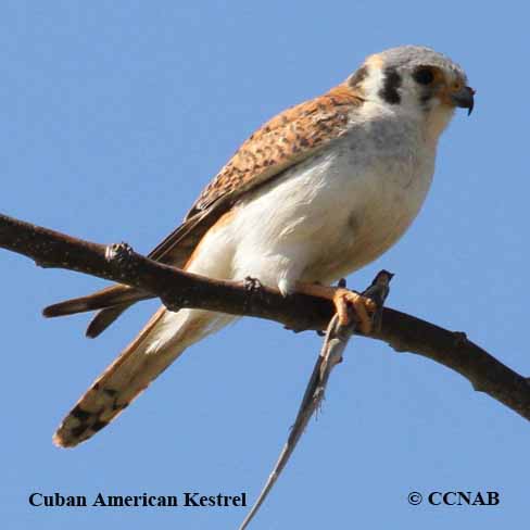 Birds of North America