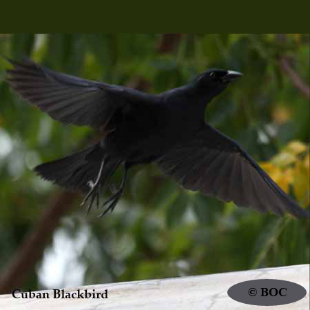 Cuban Blackbird