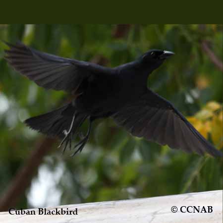 CCNAB