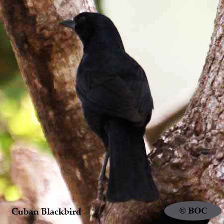 Cuban Blackbird