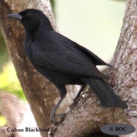 Cuban Blackbird