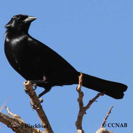 Cuban Blackbird
