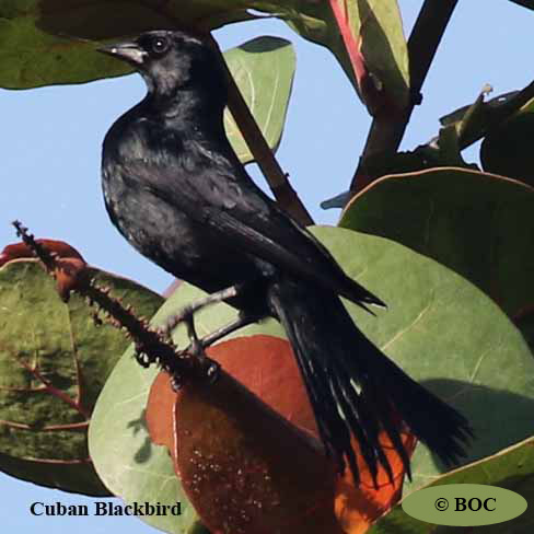 Cuban Blackbird