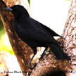 Cuban Blackbird