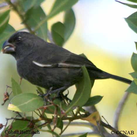 Cuban Bullfinch