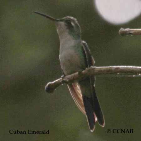 Cuban Emerald