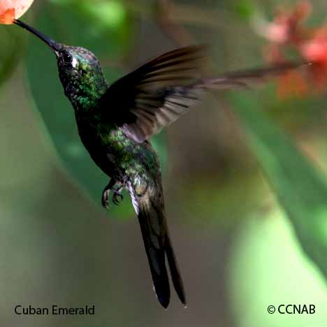 Cuban Emerald