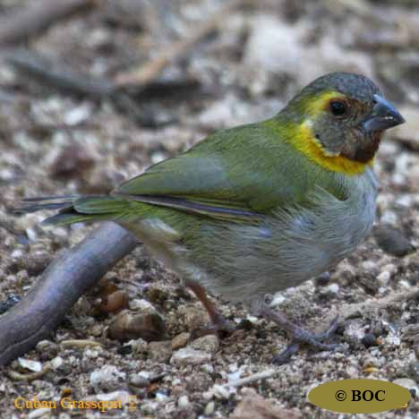 Cuban Grassquit