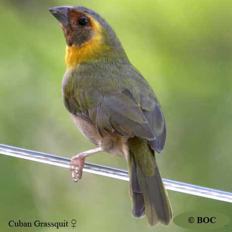 Cuban Grassquit