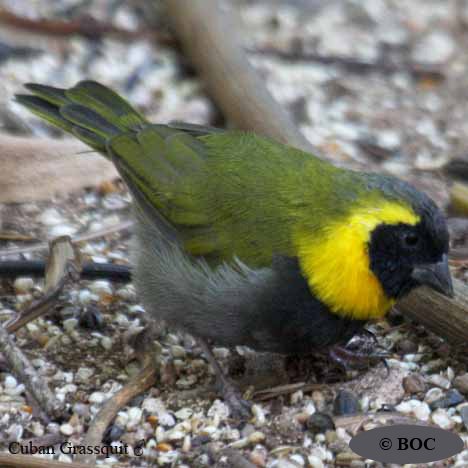 Cuban Grassquit