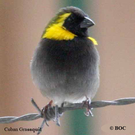 Cuban Grassquit