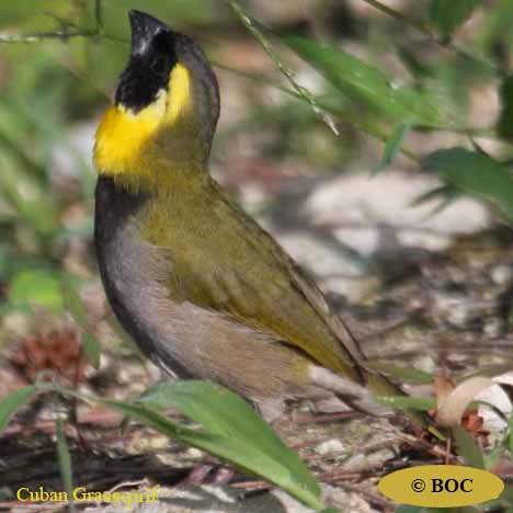Cuban Grassquit