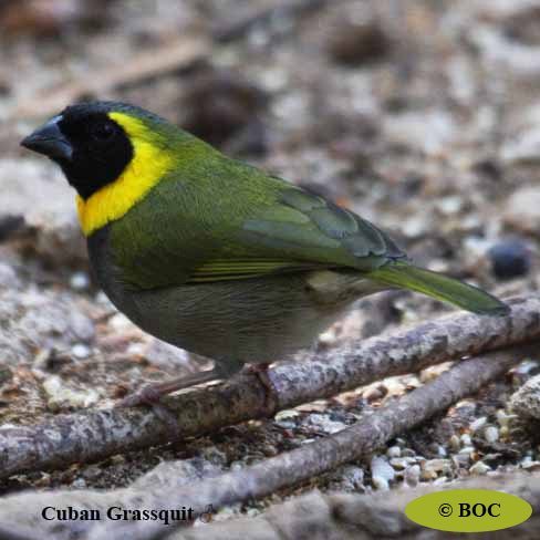 Birds of North America