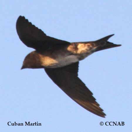 Birds of North America