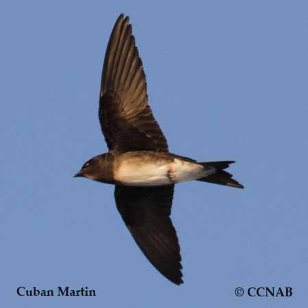 Birds of North America