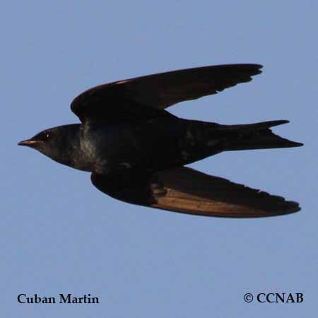 Birds of North America