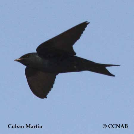 Purple Martin