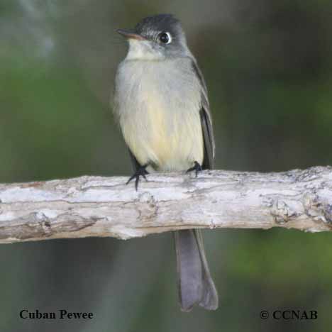 Cuban Pewee