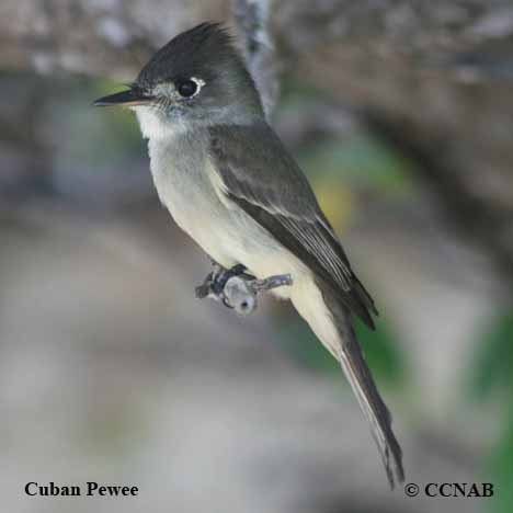 Birds of North America