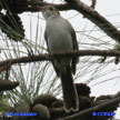 Cuban Solitaire