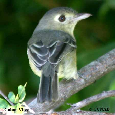 Cuban Vireo