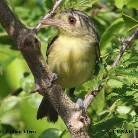 Cuban Vireo