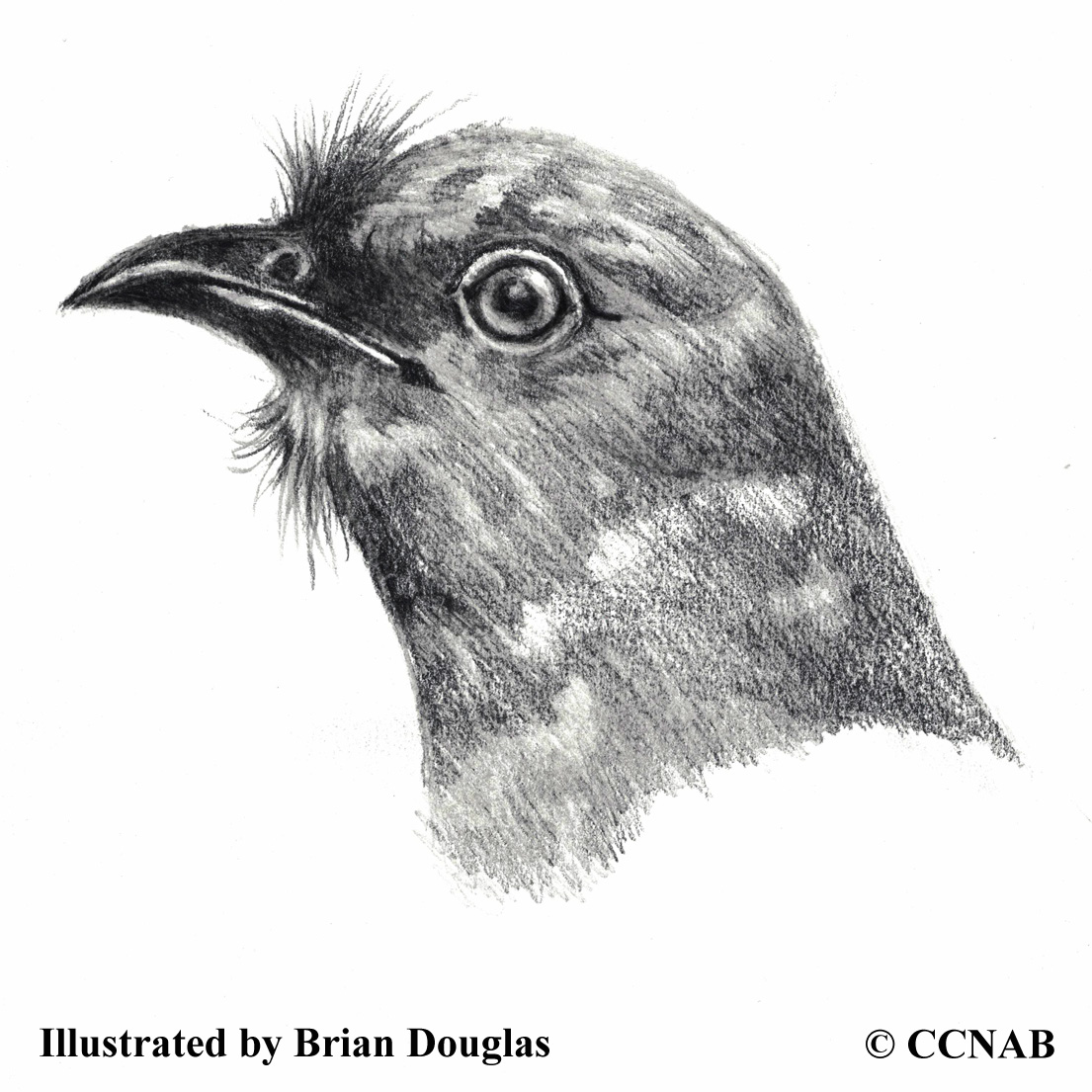 cuckoos