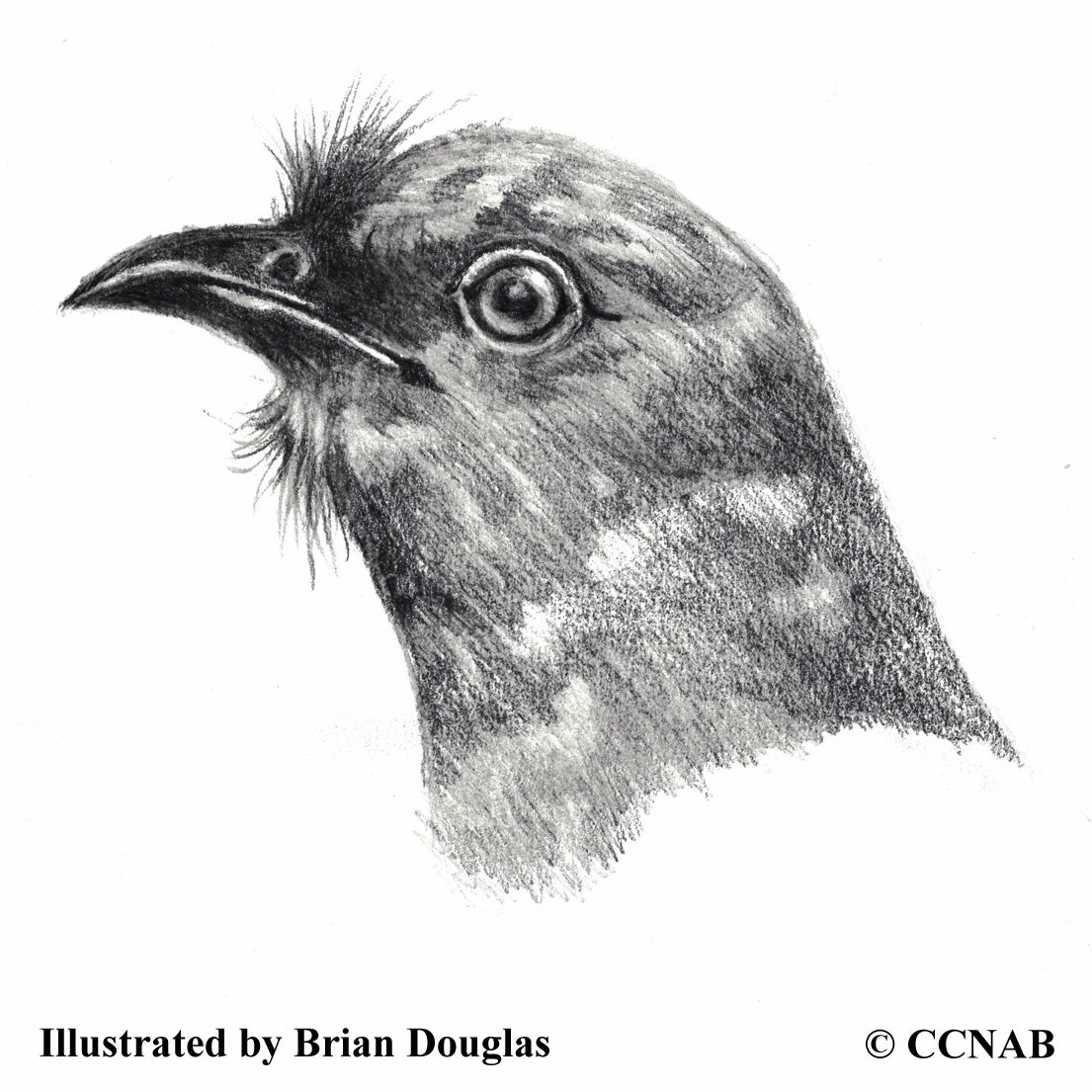 cuculidae - 8 Cuckoos (Cuculidae) - North American Birds - Birds of North America