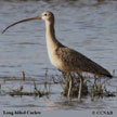 Curlews