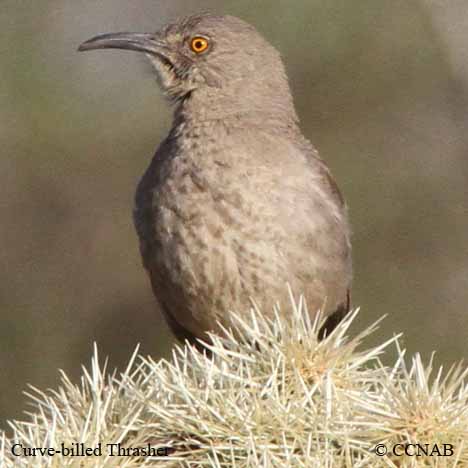 Curve-billed Thrasher