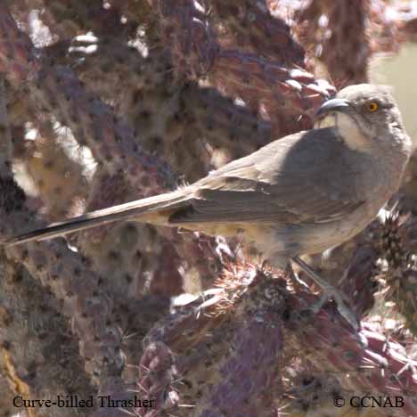 Curve-billed Thrasher