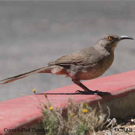 Birds of North America