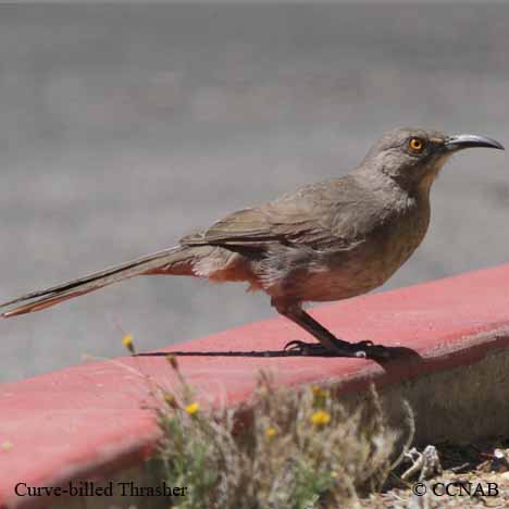 Curve-billed Thrasher