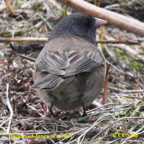 Dark-eyed Junco (Cassiar)