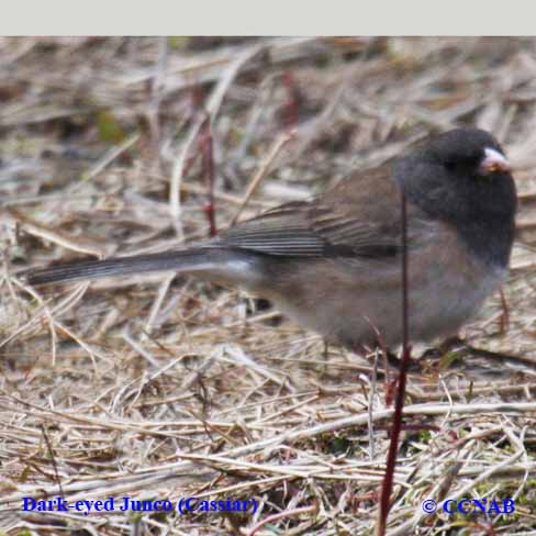 Dark-eyed Junco (Cassiar)