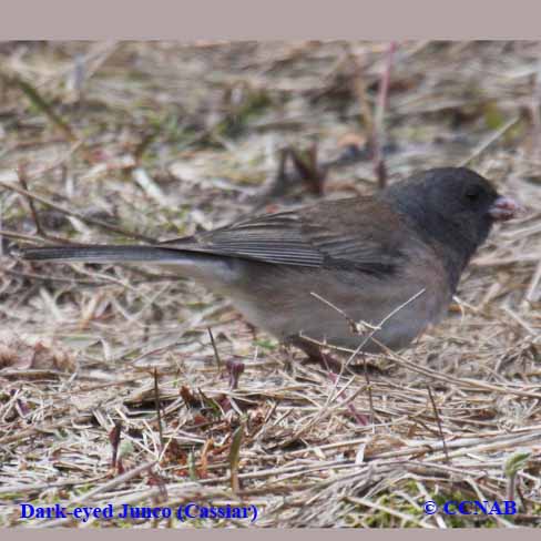 Dark-eyed Junco (Cassiar)