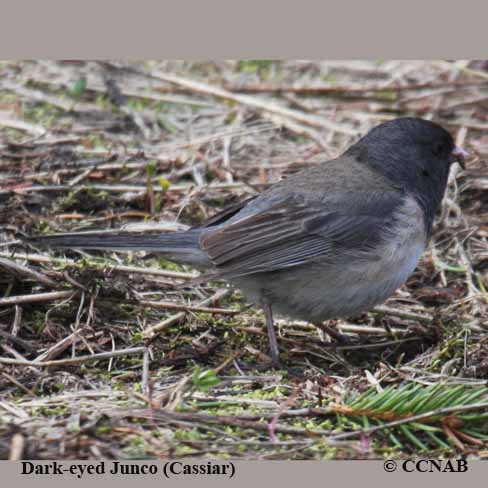 Dark-eyed Junco (Cassiar)