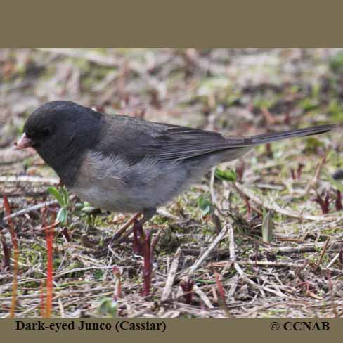 Birds of North America