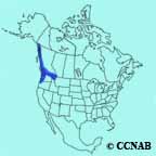 Dark-eyed Junco (Cassiar) range map