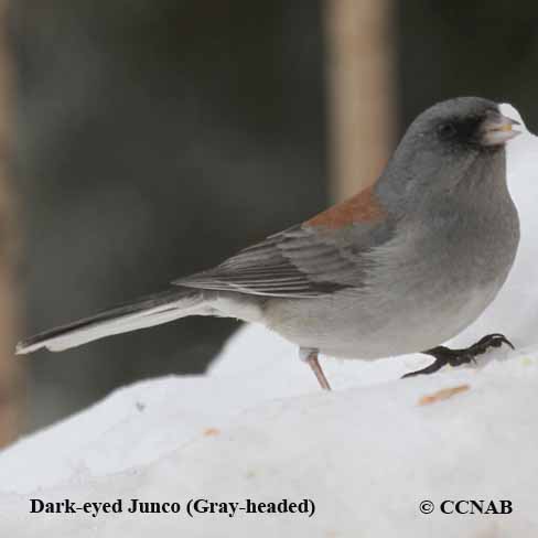 Dark-eyed Junco (Gray-headed)