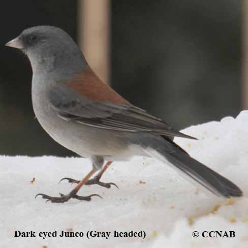 Dark-eyed Junco (Gray-headed)