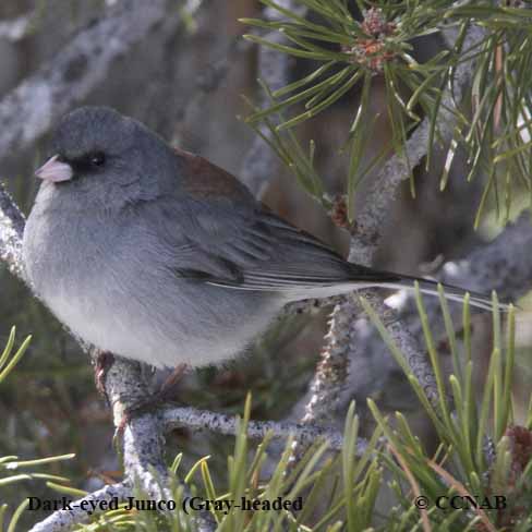 Dark-eyed Junco