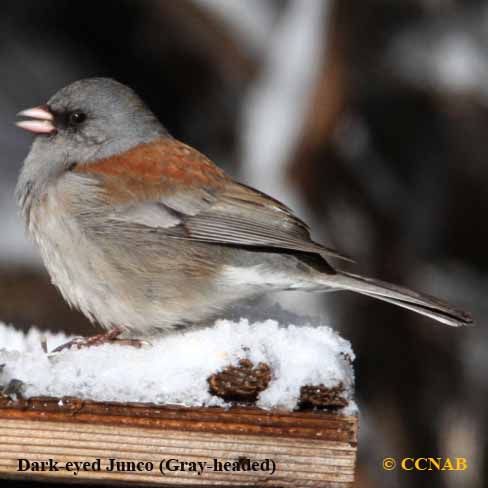 Birds of North America