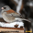 Dark-eyed Junco (Gray-headed)