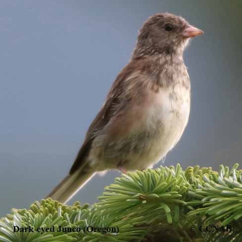 Dark-eyed Junco (Oregon)