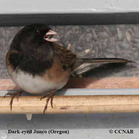 Dark-eyed Junco (Oregon)