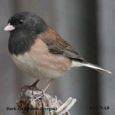 Dark-eyed Junco (Oregon)