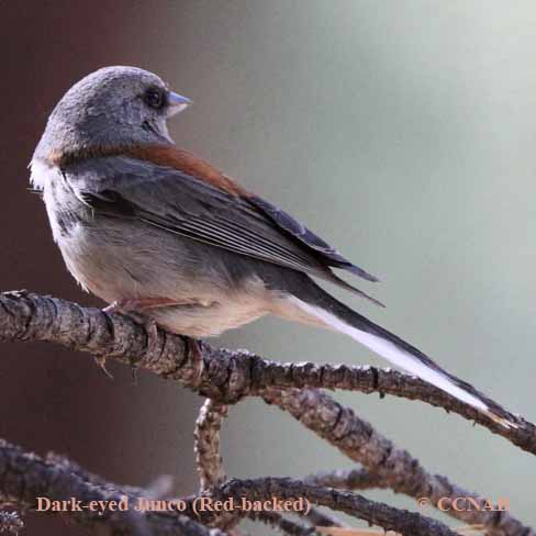 Dark-eyed Junco (Red-backed)