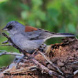 Dark-eyed Junco Red-backed range map