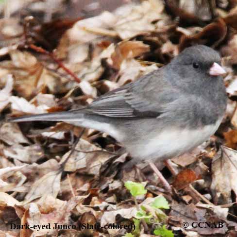 Dark-eyed Junco (Slate-colored)